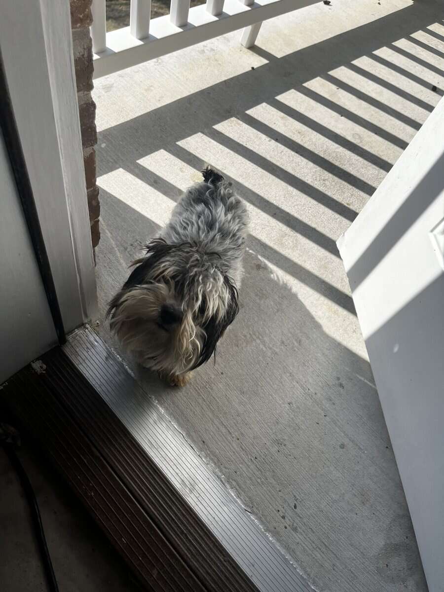 Nikko’s forever home image 5