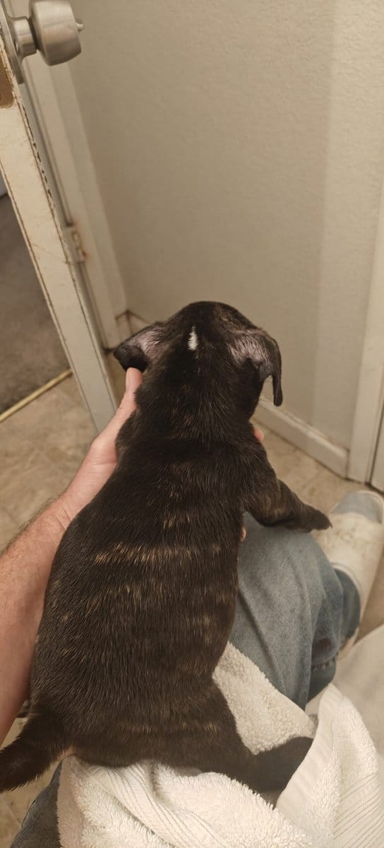 Levitt bulldogge / French bulldog hybrids image 9