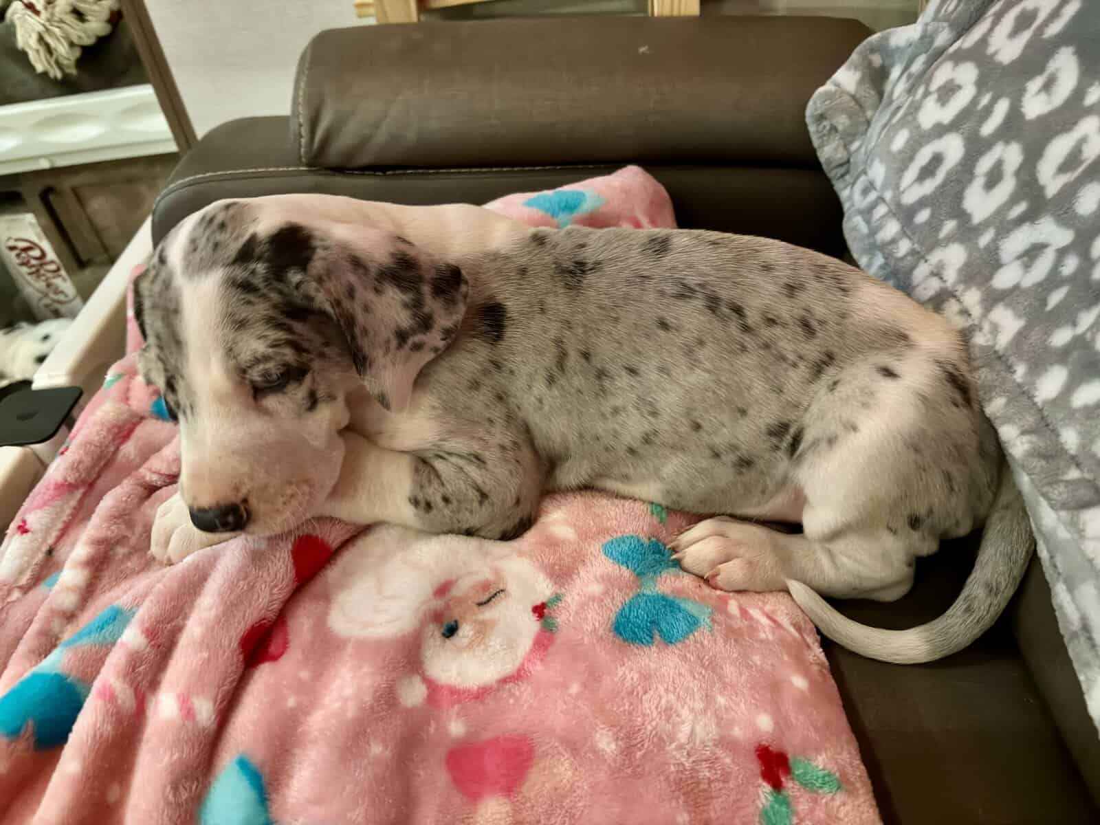 Great Dane puppies image 1