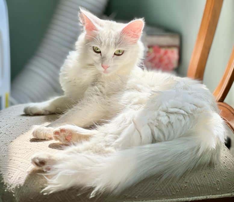 Turkish Angora Kittens image 9
