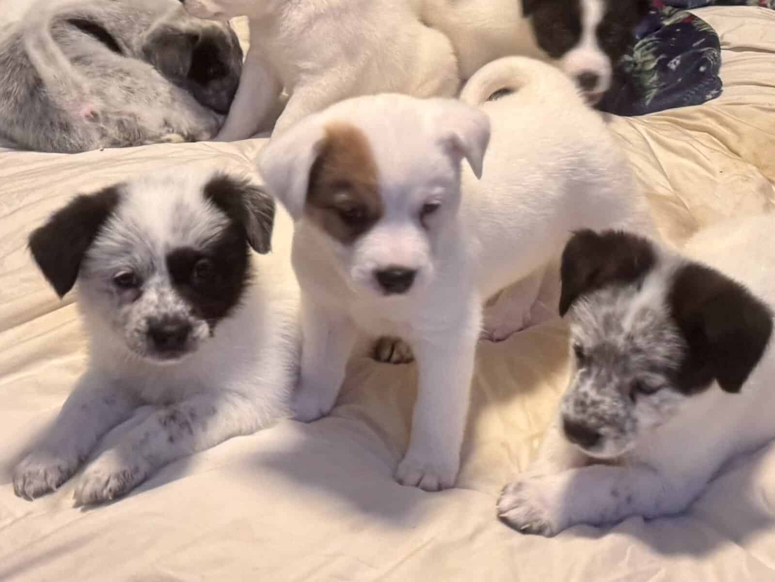 Mix Great Pyrenees & Australian cattle Blue/Red image 10