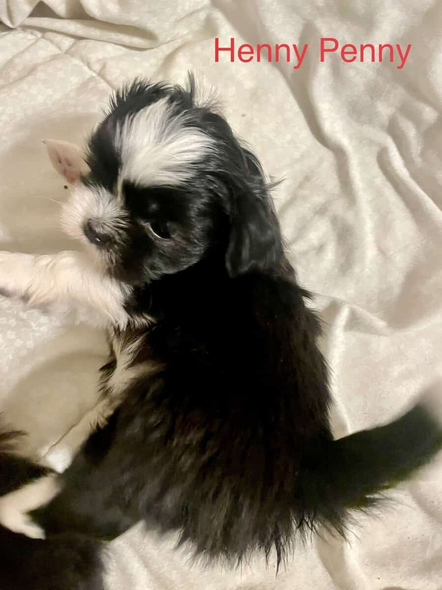 Shih Tzu Pups image 4