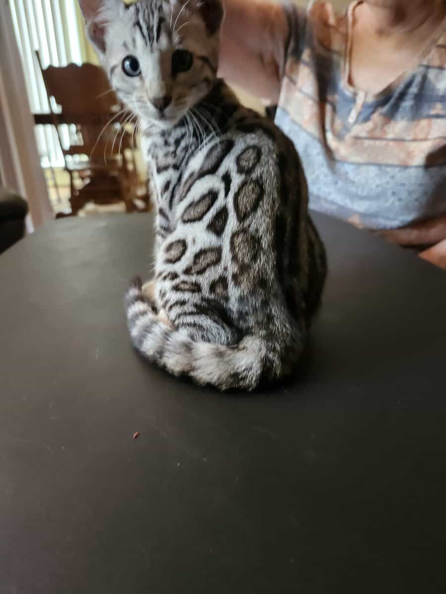 Bengal beauty on the Florida panhandle ! image 3