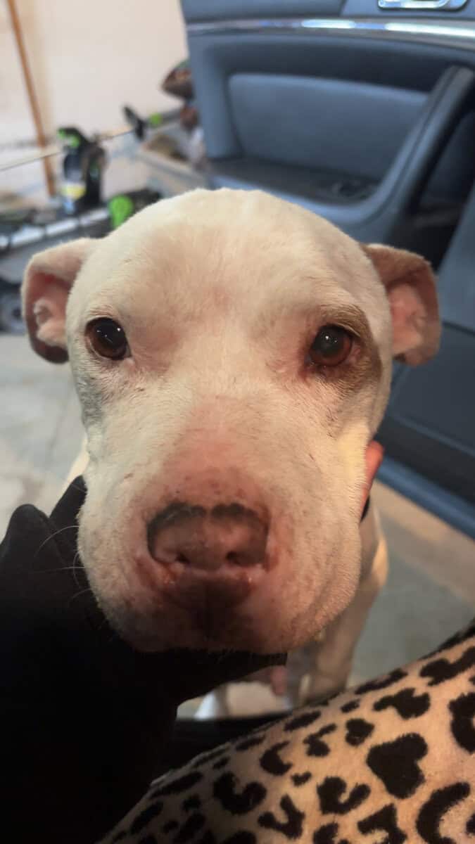 Loving pup needs a home image 1