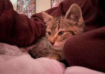 Baby kitten for sell