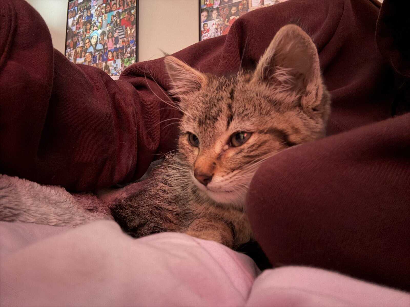 Baby kitten for sell image 1