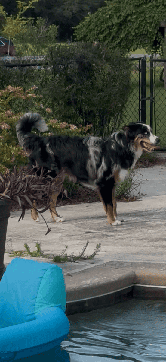 Bernese Mountain Dog/Australian Shepherd Male image 1
