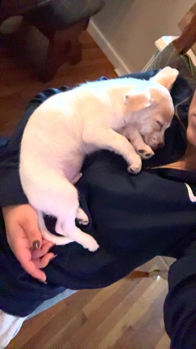 Chihuahua–Shih Tzu Mix – 5 Months Old! image 3