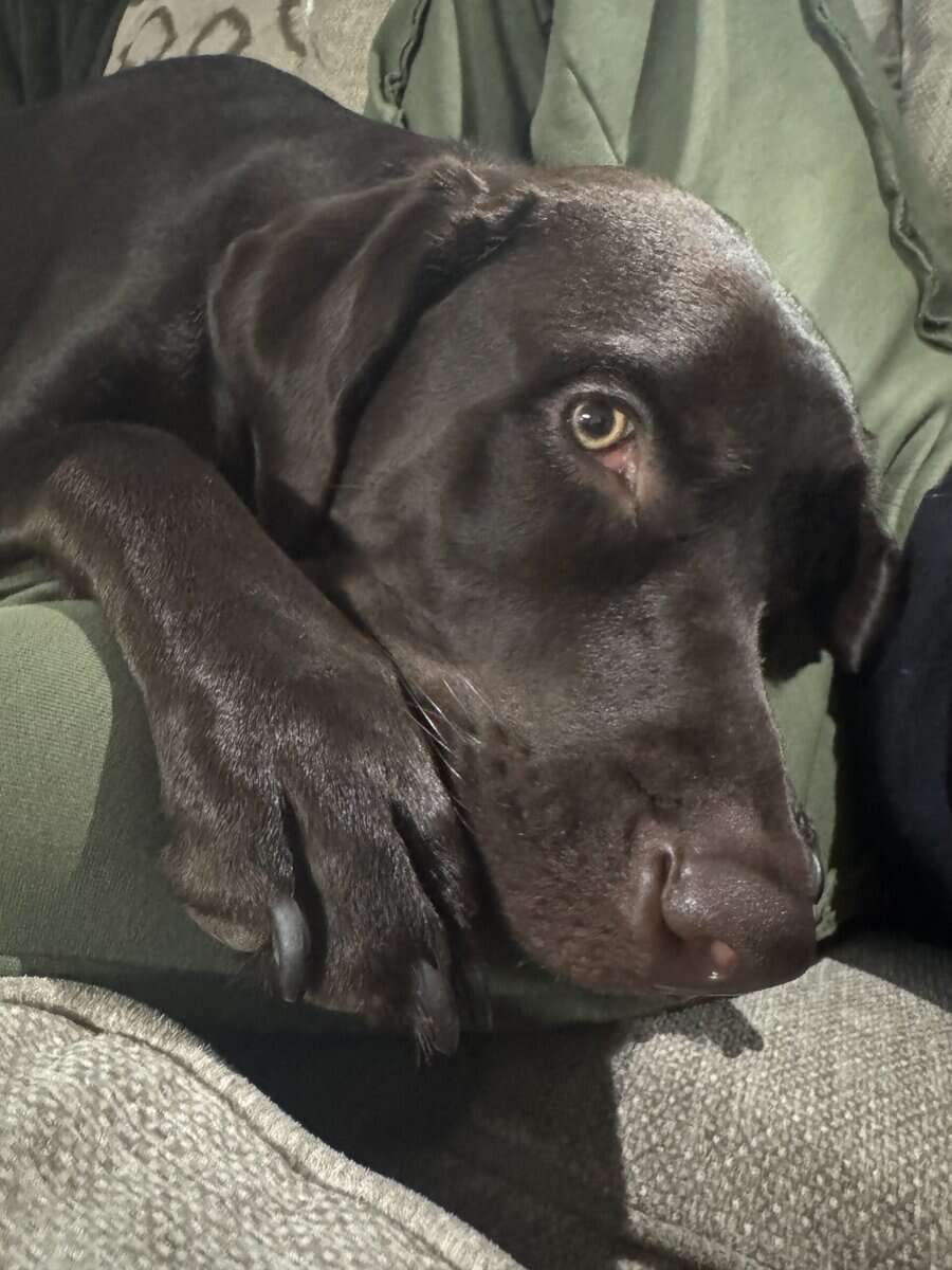 Chocolate Labrador image 5