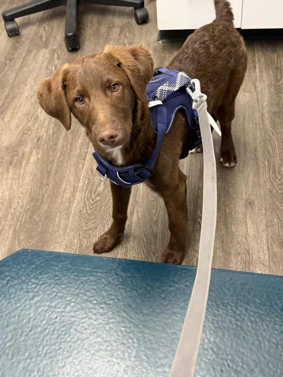 5 month old puppy image 2