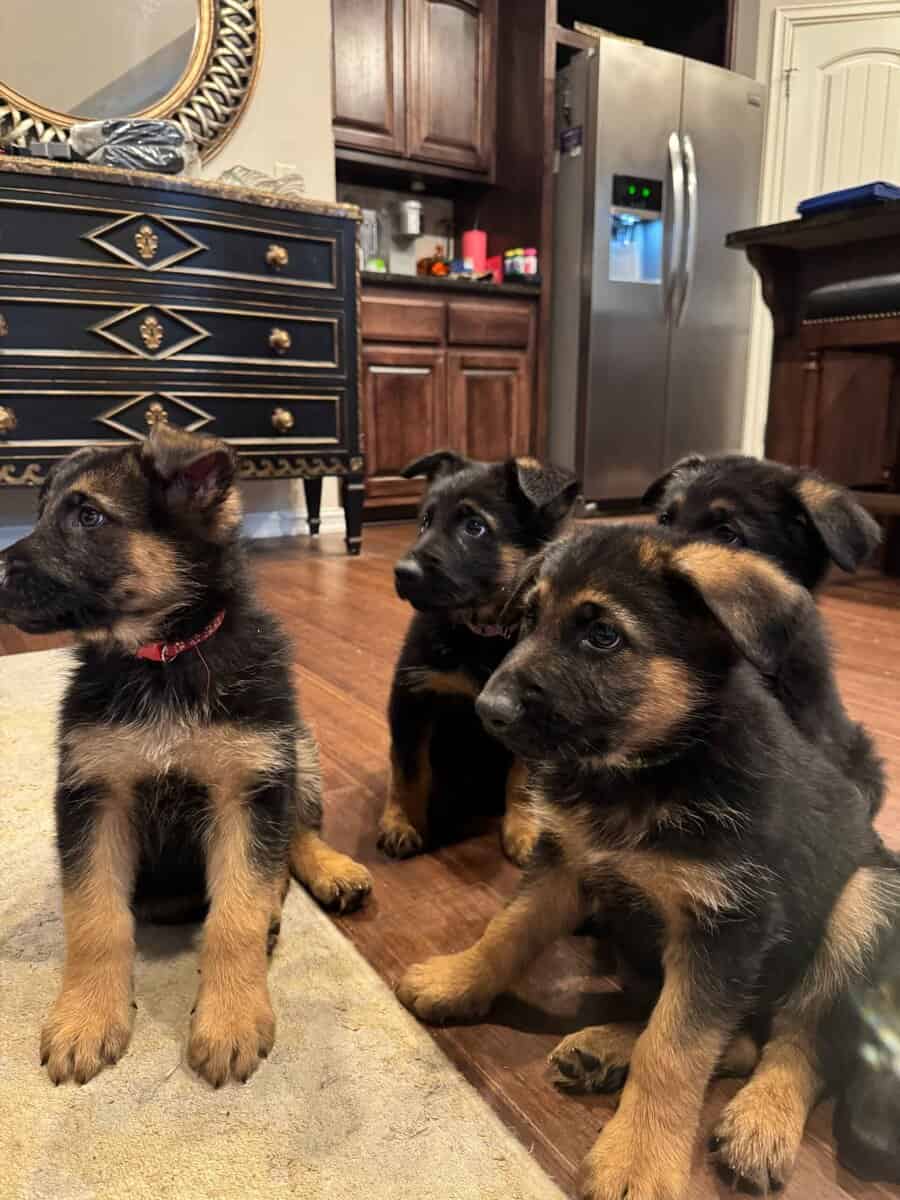 AKC German Shepherd Puppies image 12