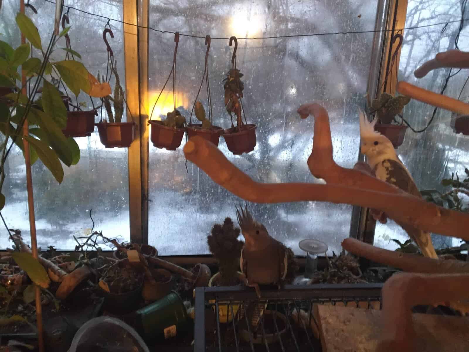 Cockatiels image 2