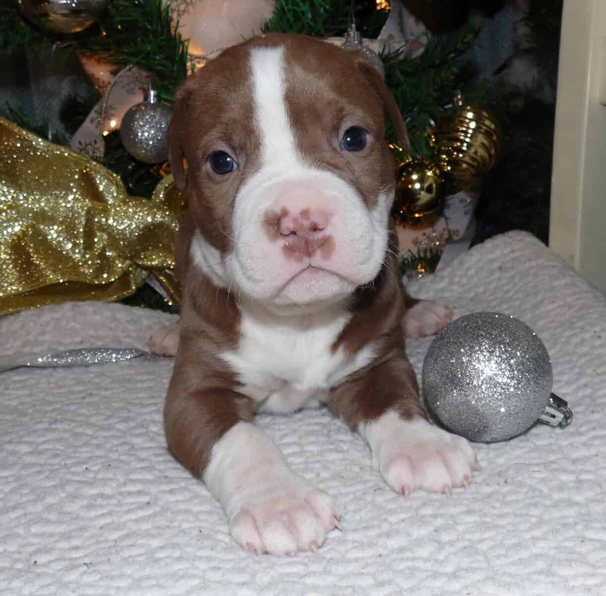 American Pitbull Terrier Mix Puppies image 7