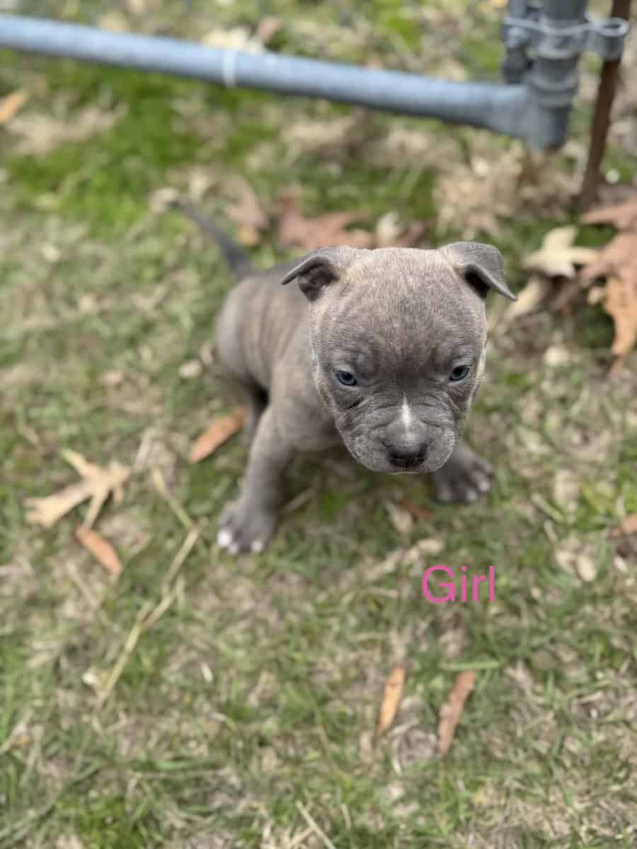 Blue pit puppies for sale! image 5