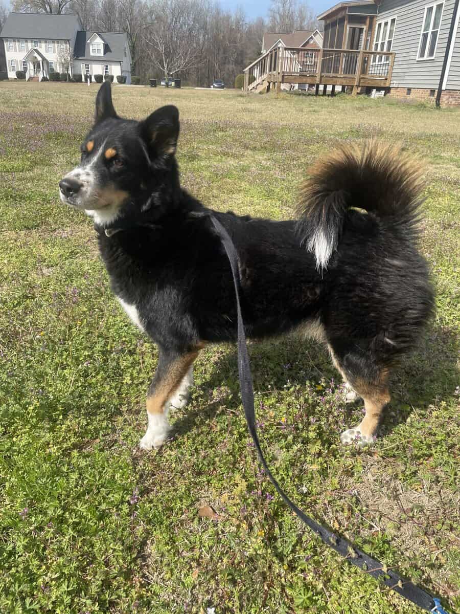 Female Husky/Australian Shepherd image 2