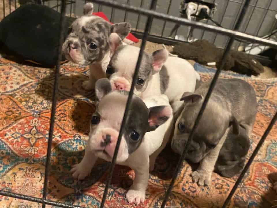 Frenchies image 2