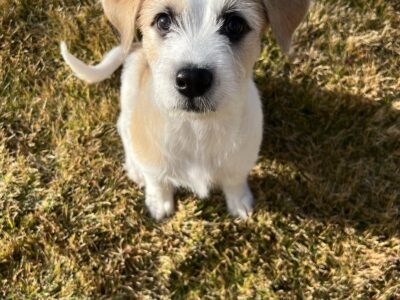 Meet Cowboy! A 12 week Jack Russel Mix