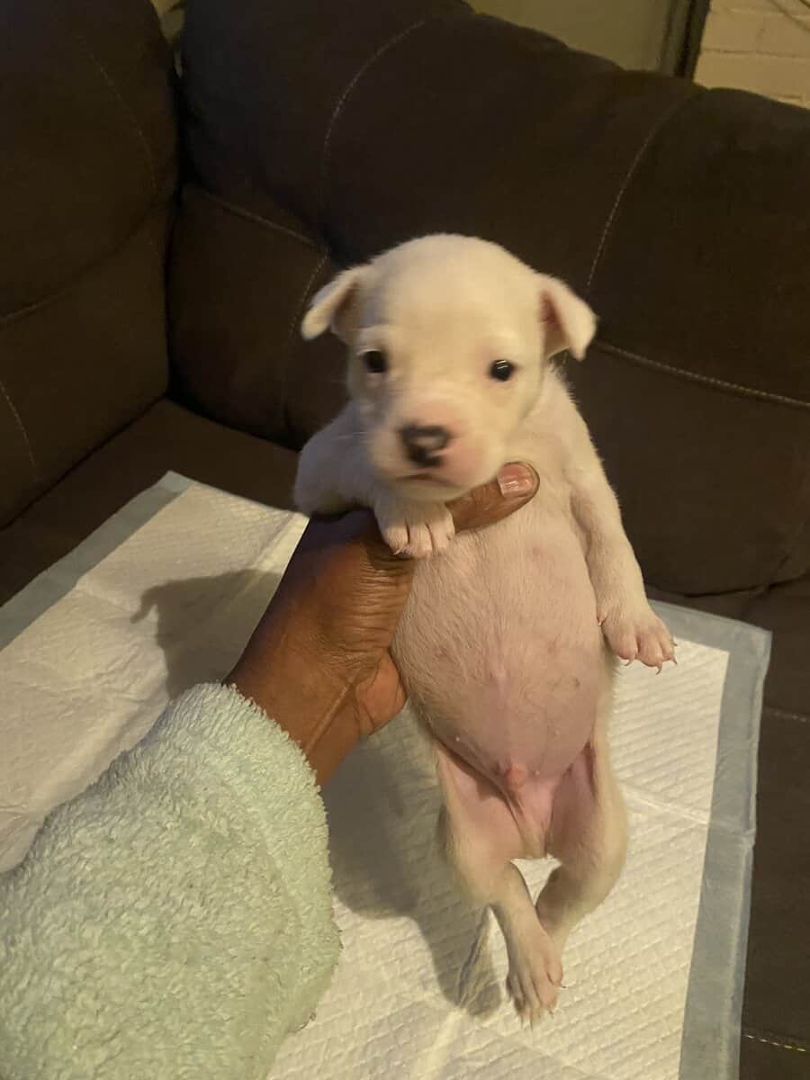 Bully mix image 1