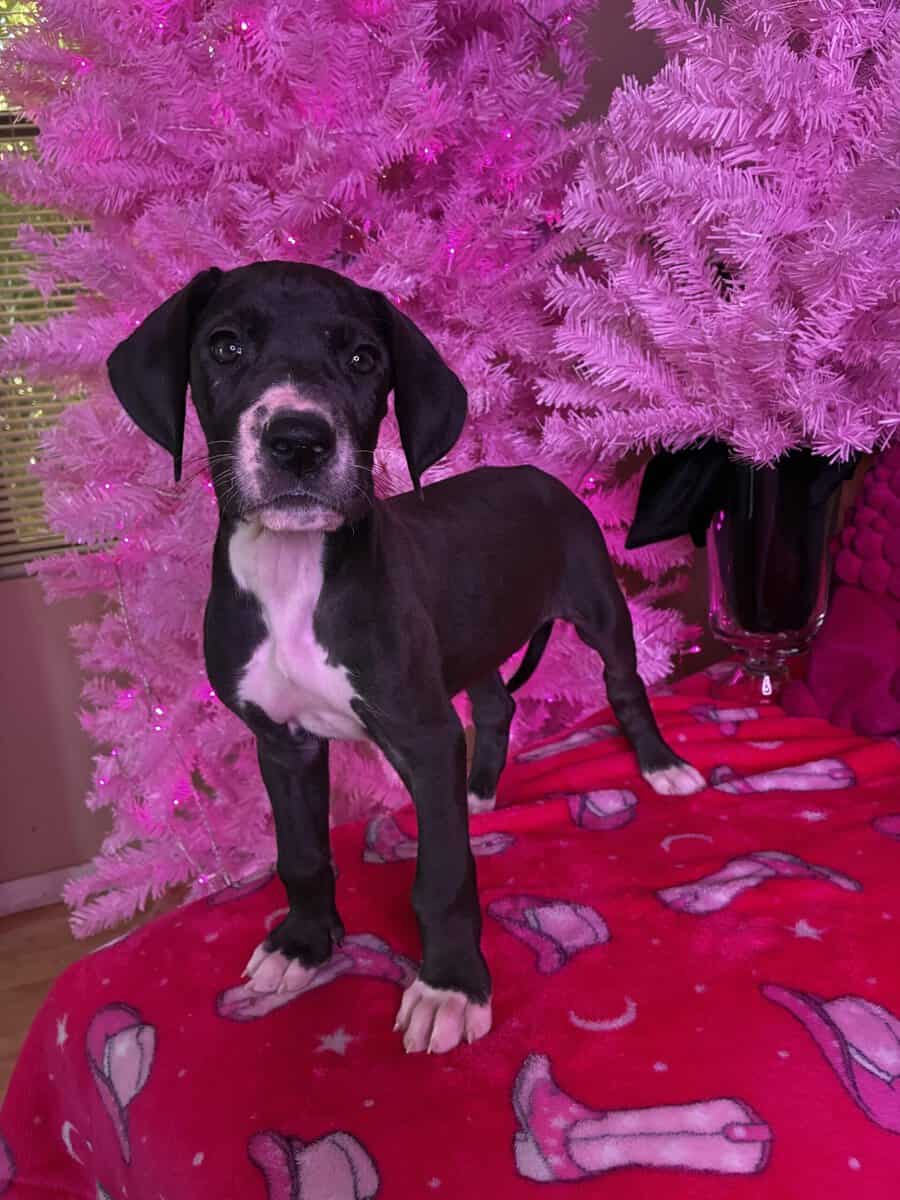 Great Dane Female image 2