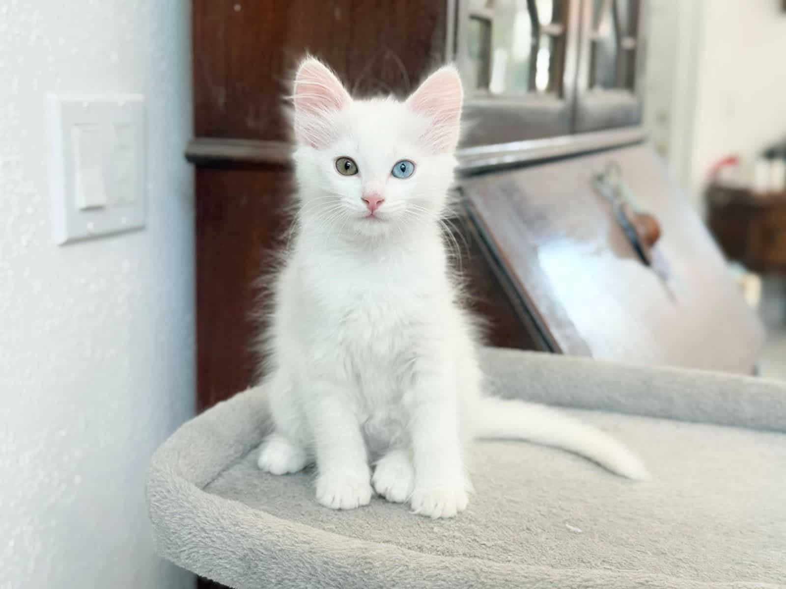 Turkish Angora Kittens image 1