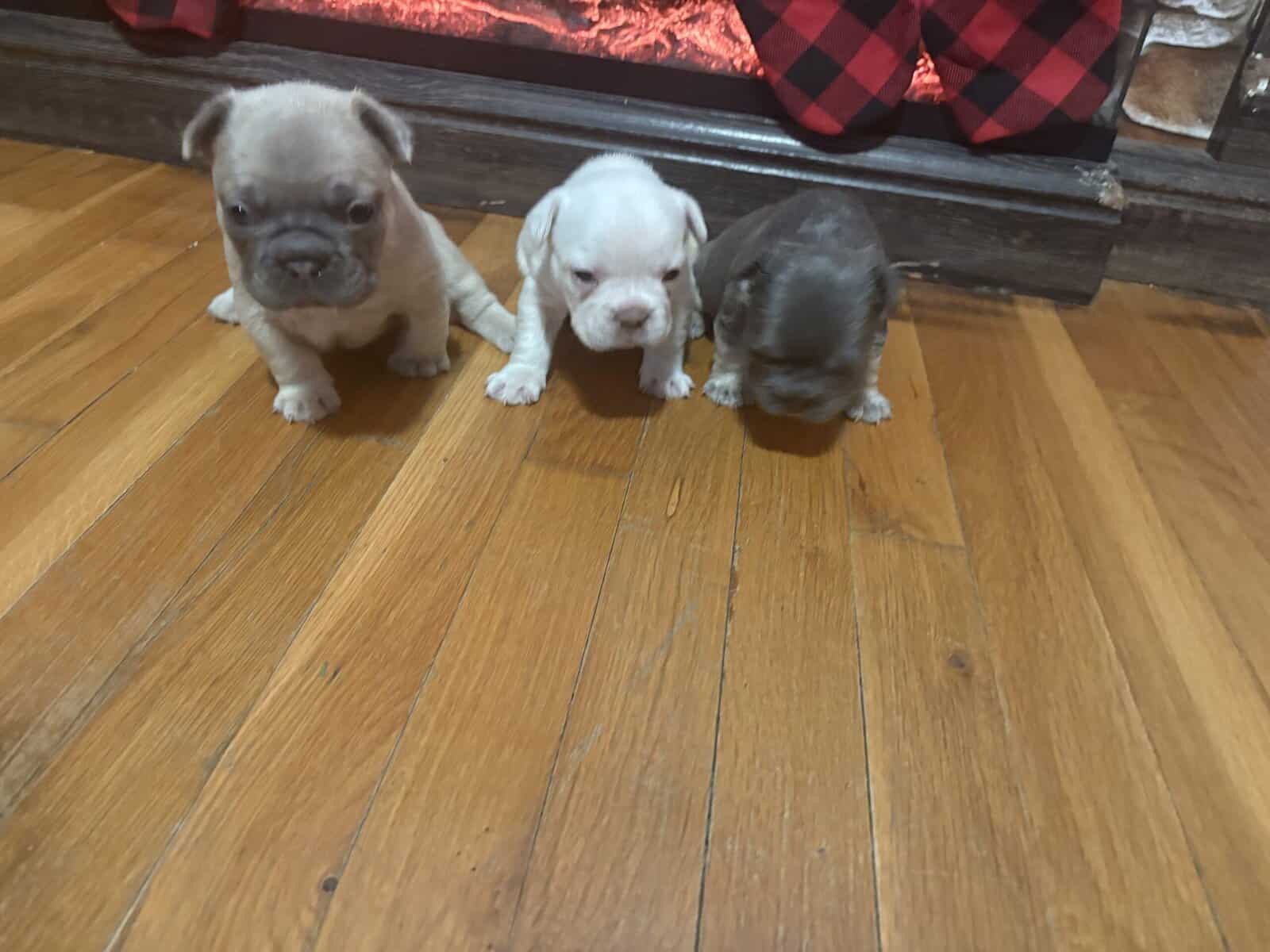 FRENCH BULLDOG PUPs image 3