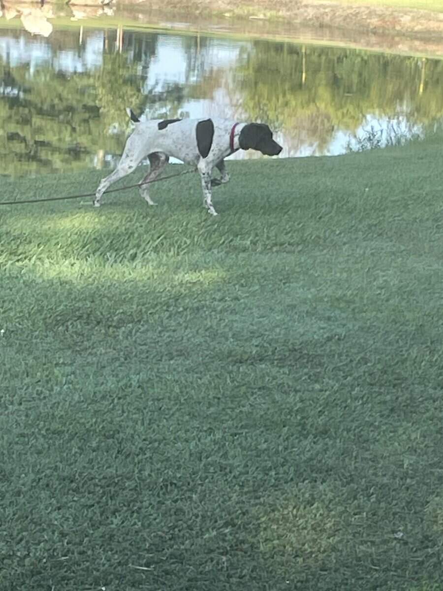 German Shorthaired Pointer Puppies image 4
