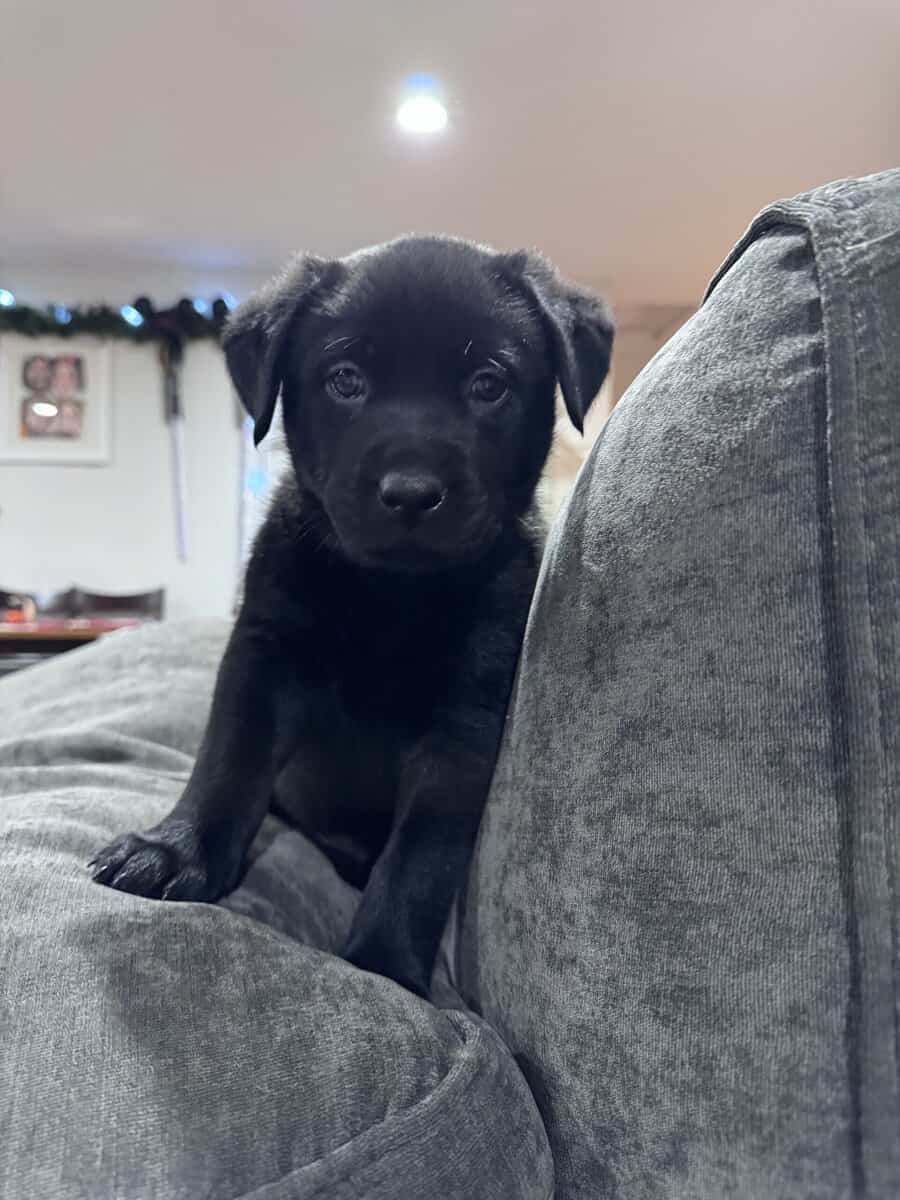 Cuddly, Sweet Belgian Malinois/Lab Puppies image 6