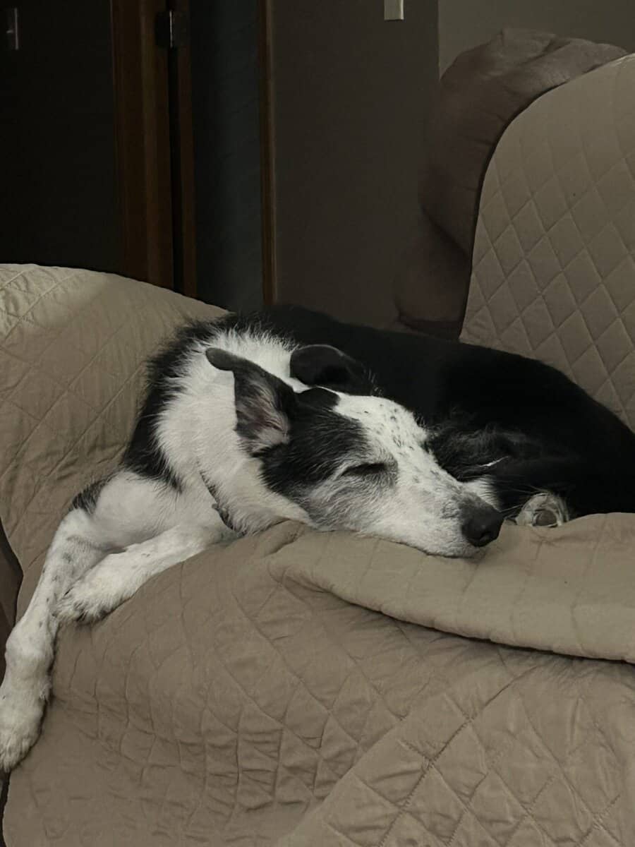 Dog to good home image 1
