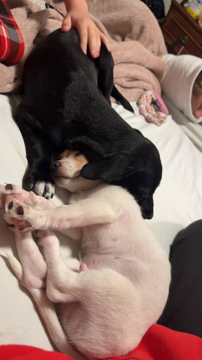 Chihuahua–Shih Tzu Mix – 5 Months Old! image 2