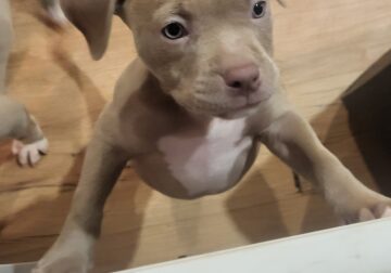 Red nose blue fawn pups available contact for more