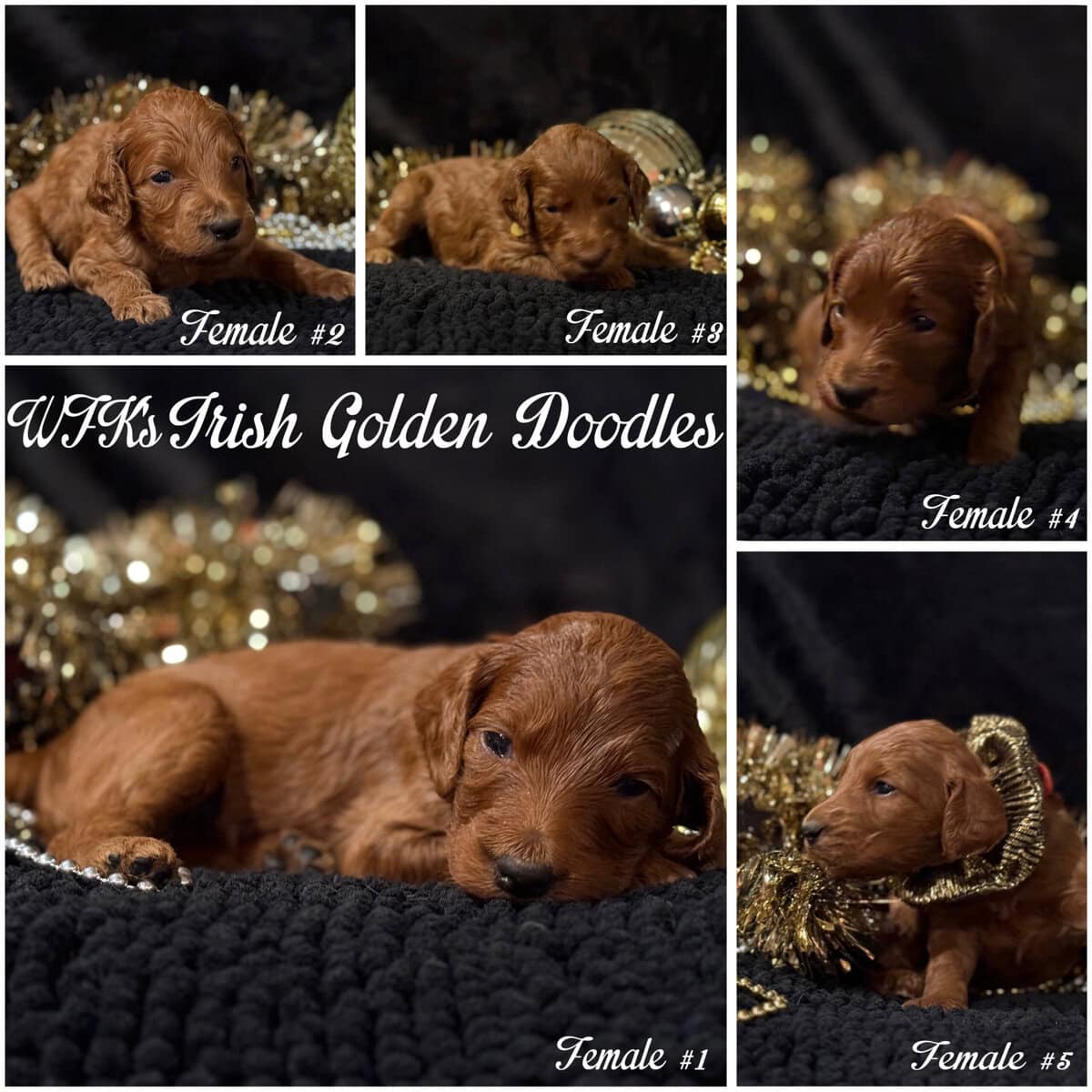 Irish Golden Doodles image 1
