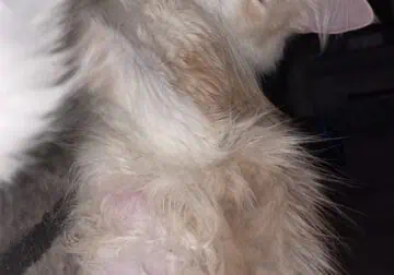 Soft, Sweet and Ready For Love-Adopt Me!