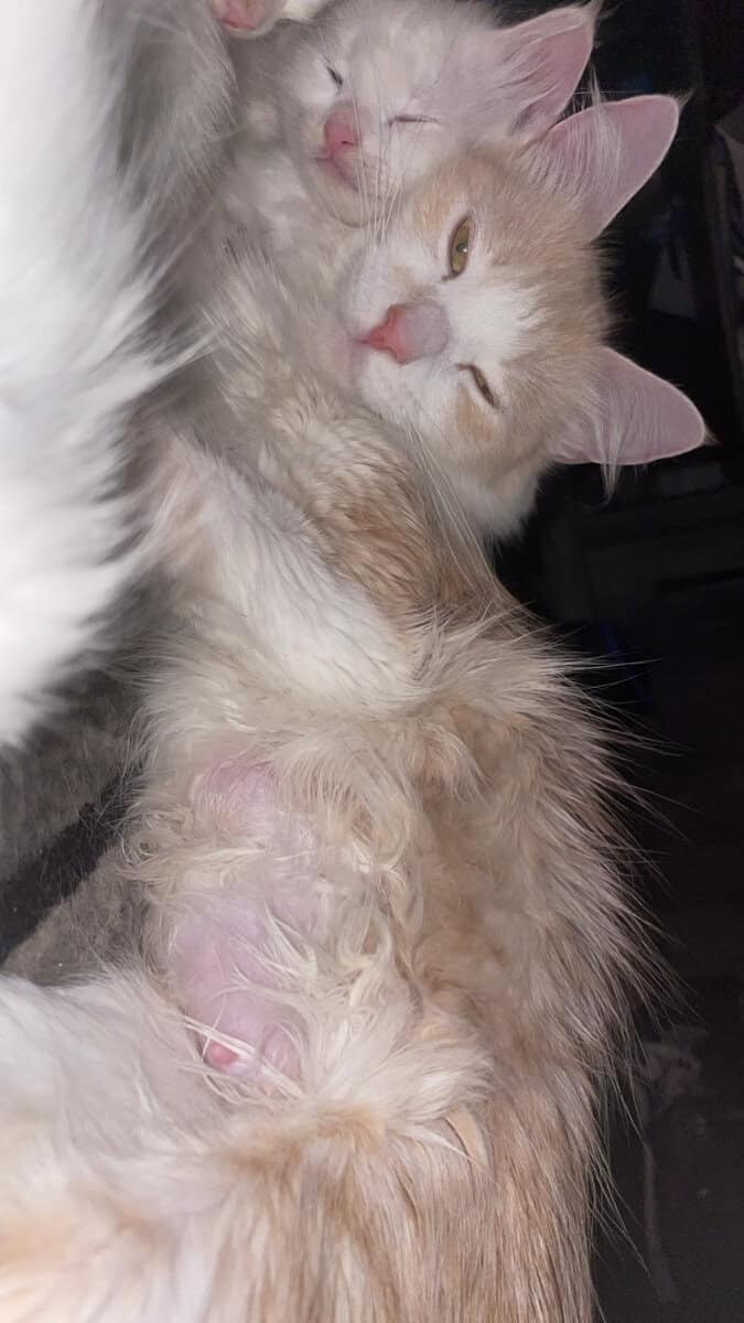 Soft, Sweet and Ready For Love-Adopt Me! image 1