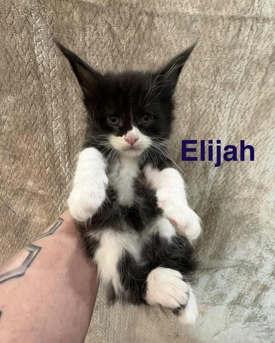 Maine Coon Kittens image 1