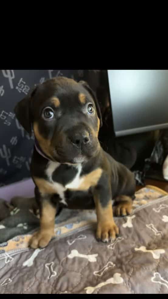 Rehoming xl American bully’s 7 weeks old image 1