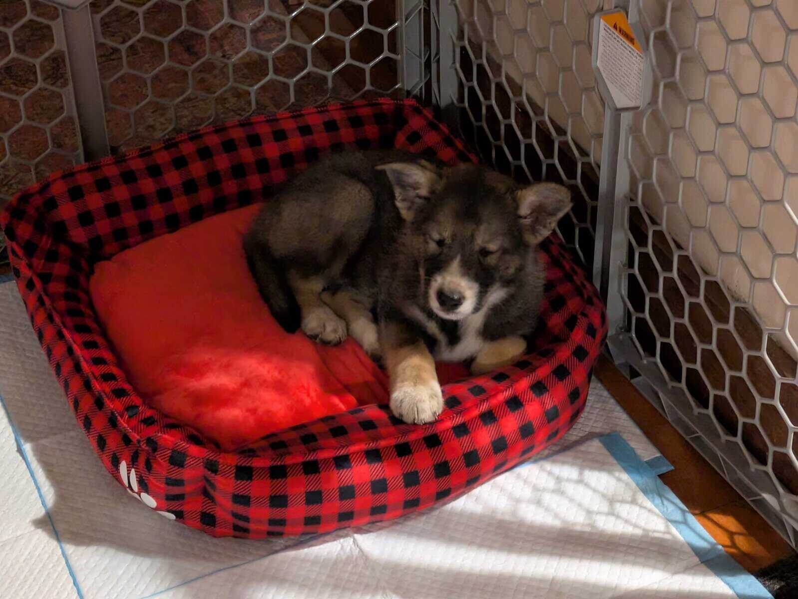 Ausky Female 9 weeks old UTD image 3
