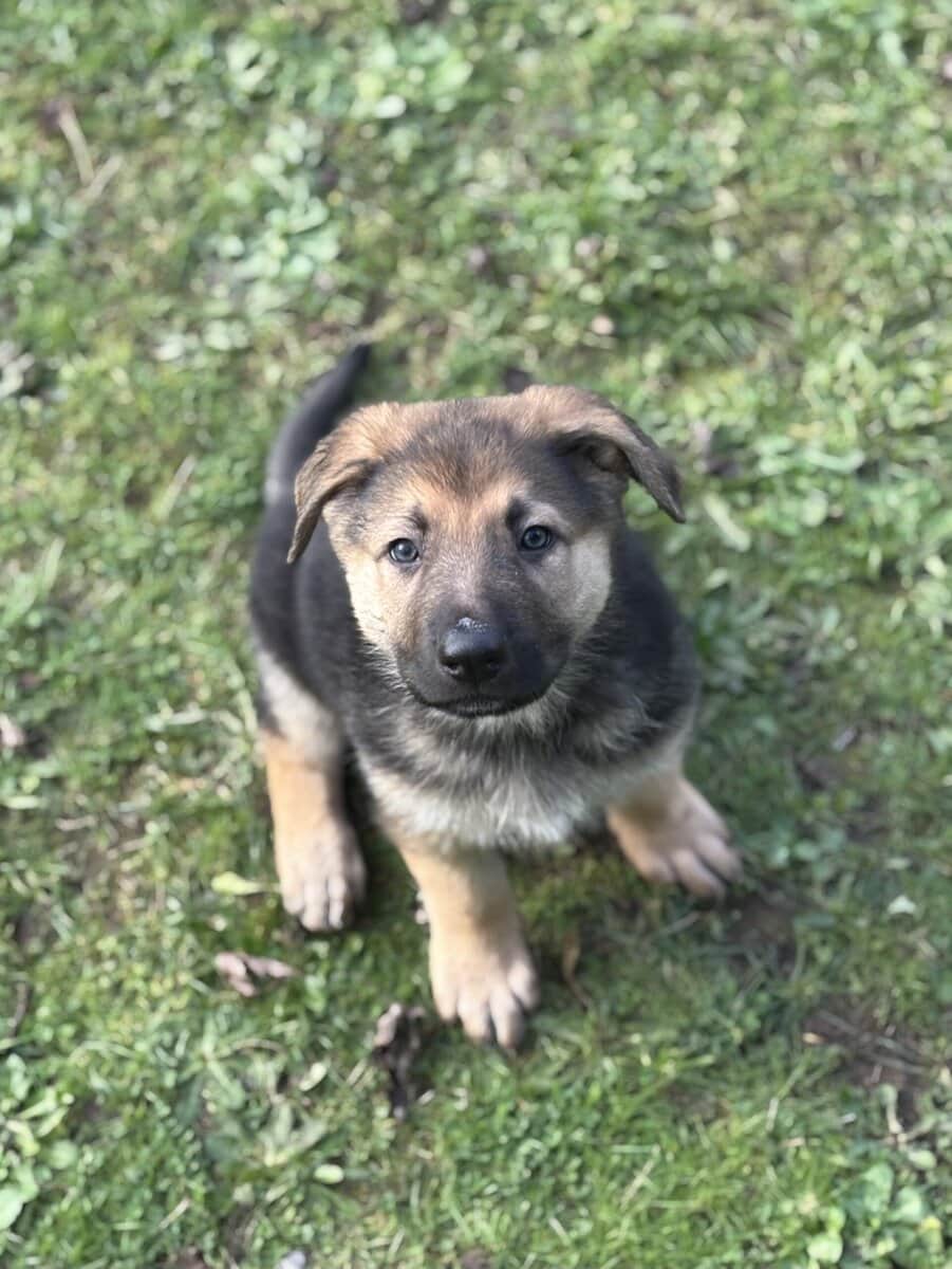 German Shepherd Puppies image 4