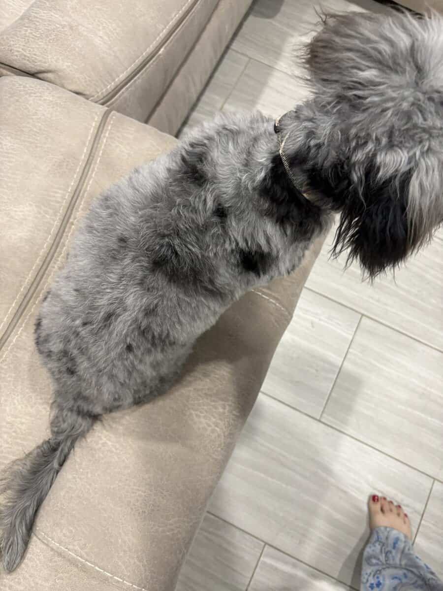6 mo old pup - Benie image 3