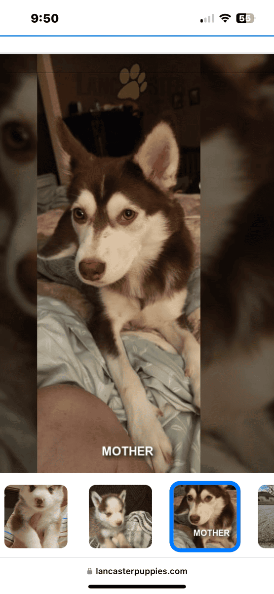 F2 Pomsky image 4