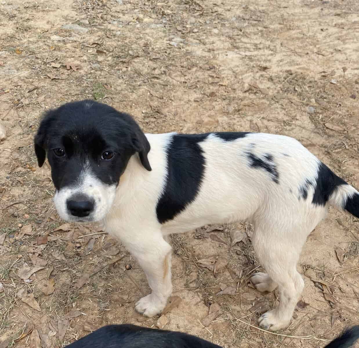 Puppies image 1