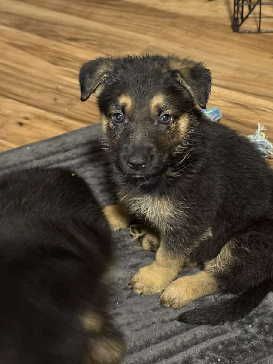 German shepherd puppies ready 12/20/2025 image 18