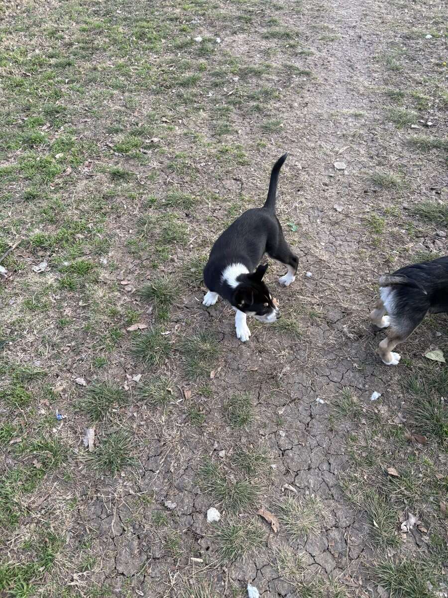 free puppies image 3