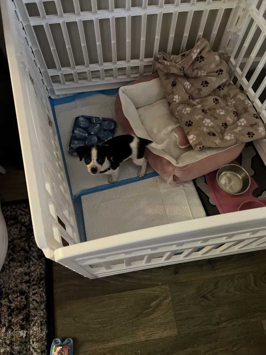 Chiweenie puppy and all his puppy supplies image 5
