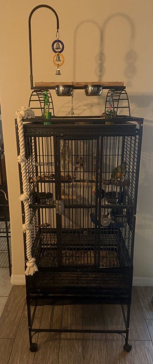 Senegal Parrot Needs a New Home - Includes Cage image 6