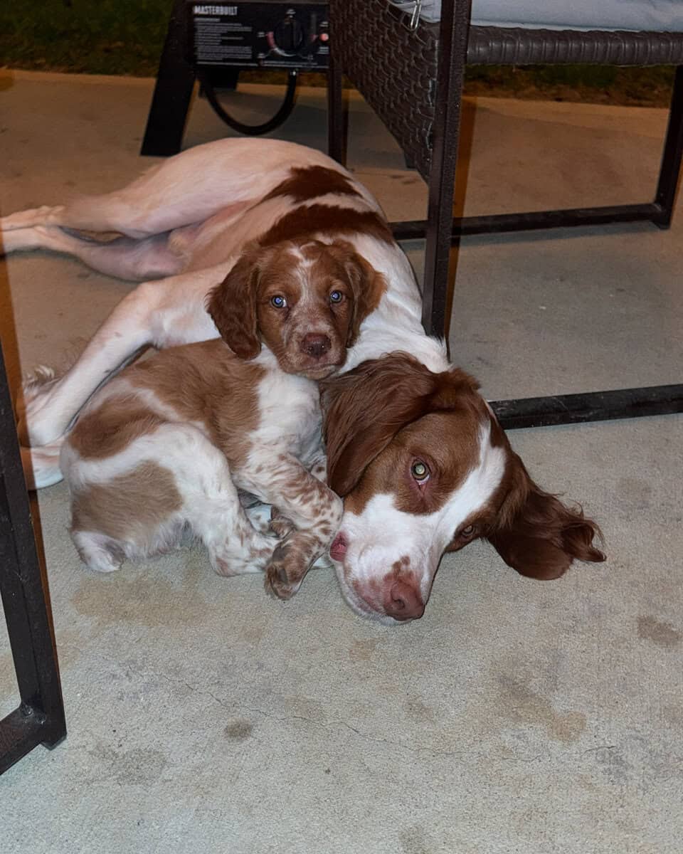 Pure Bred Brittany image 3