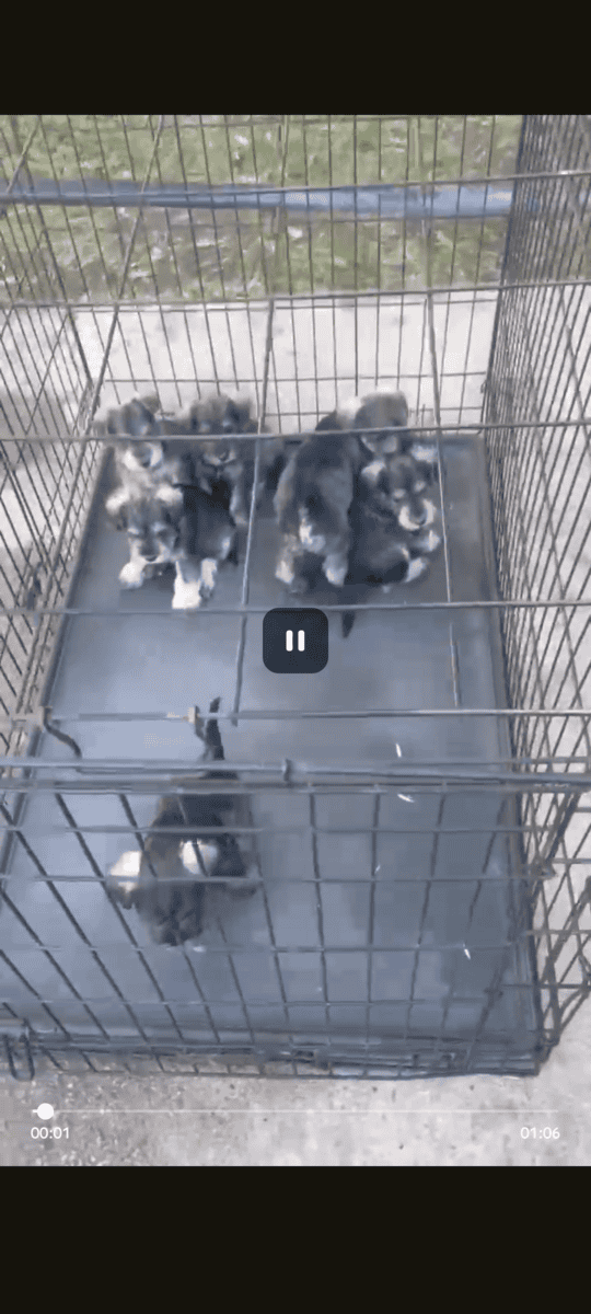 Puppies image 1