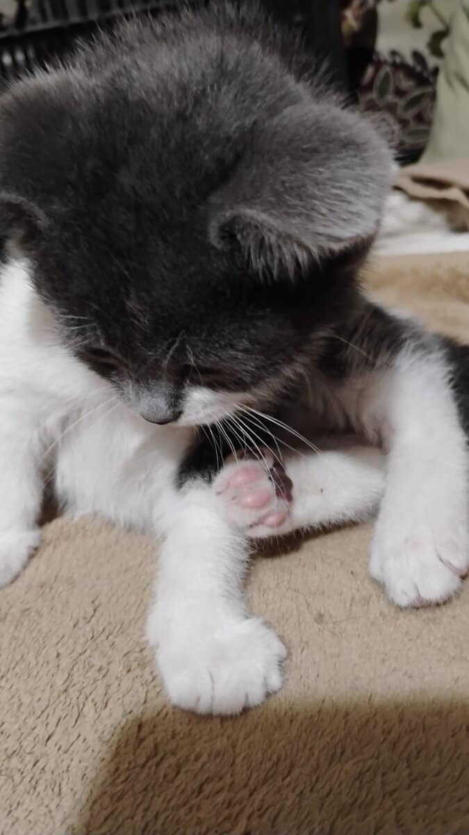Munchkin British shorthair image 10