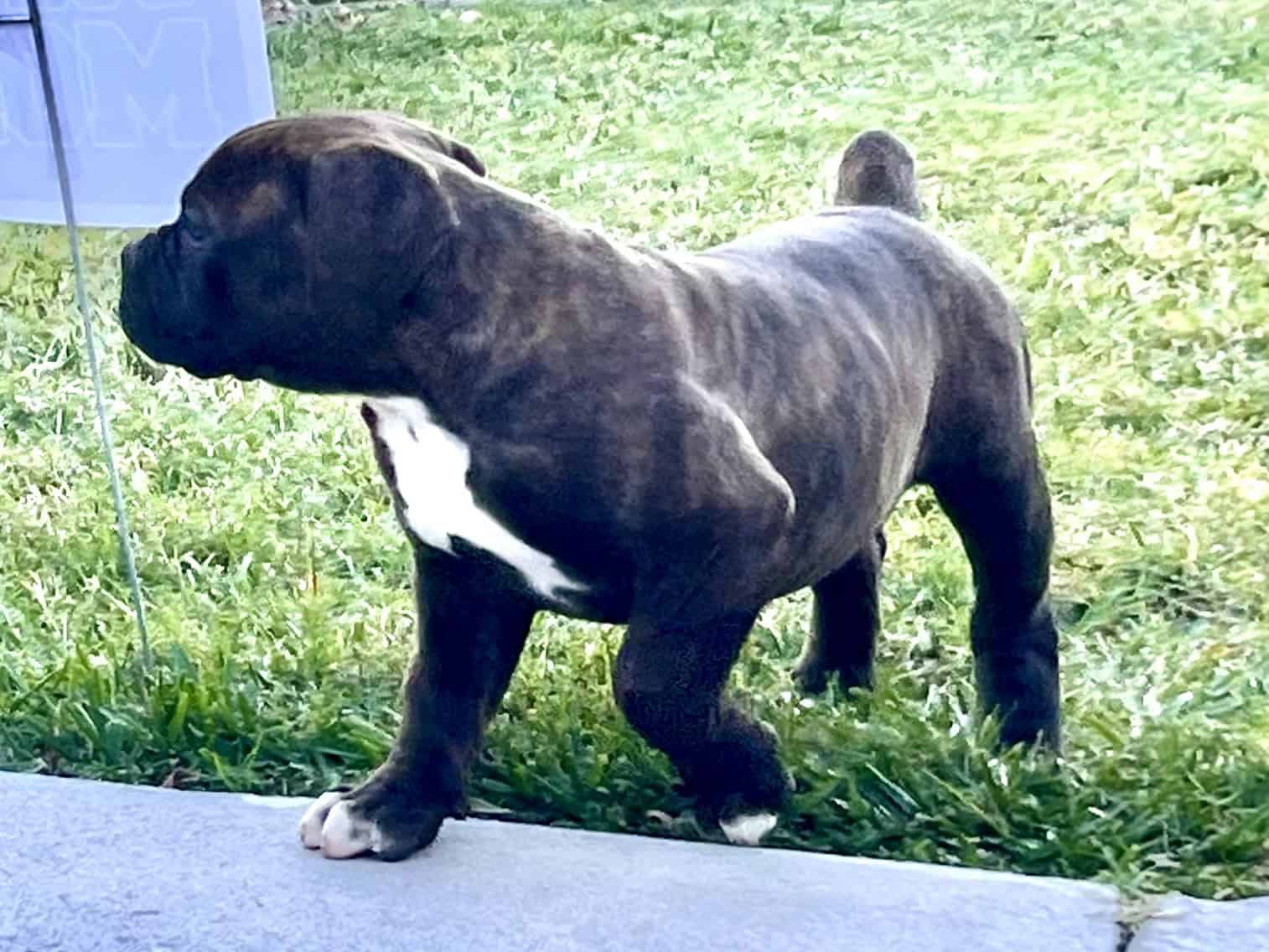 Olde English Bulldog $1500 image 6