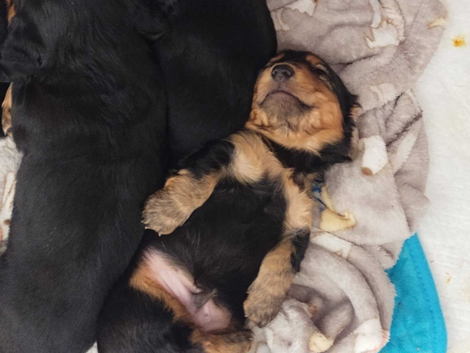 Minature Long Haired Dachsund puppies for sale image 1