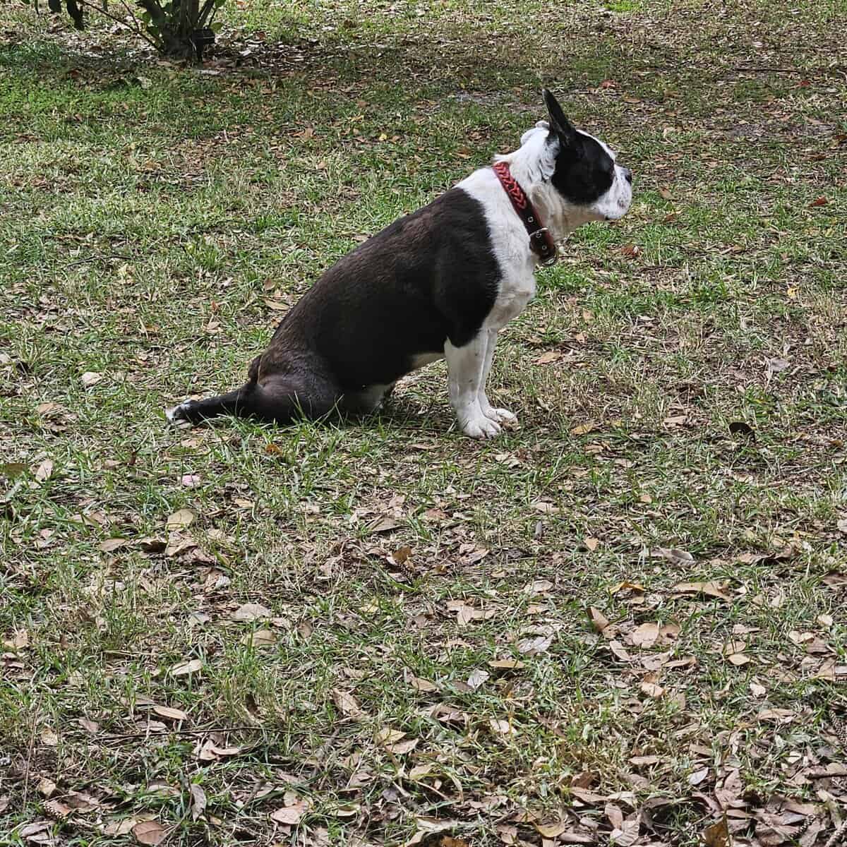Frenchton Boston & Frenchi mix image 3
